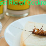 How To Get Rid Of Cockroaches