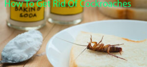 How To Get Rid Of Cockroaches